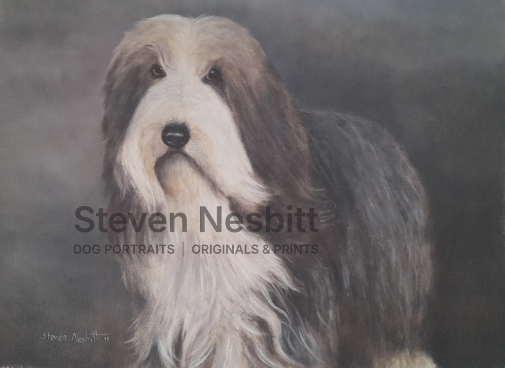 Bearded Collie Study Original Painting