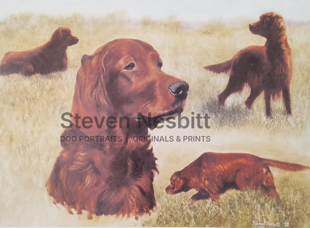 Irish Setter Print