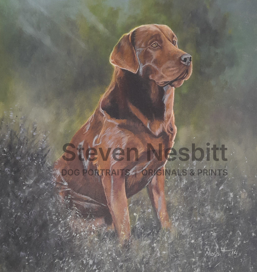 Chocolate Lab Study Original Painting