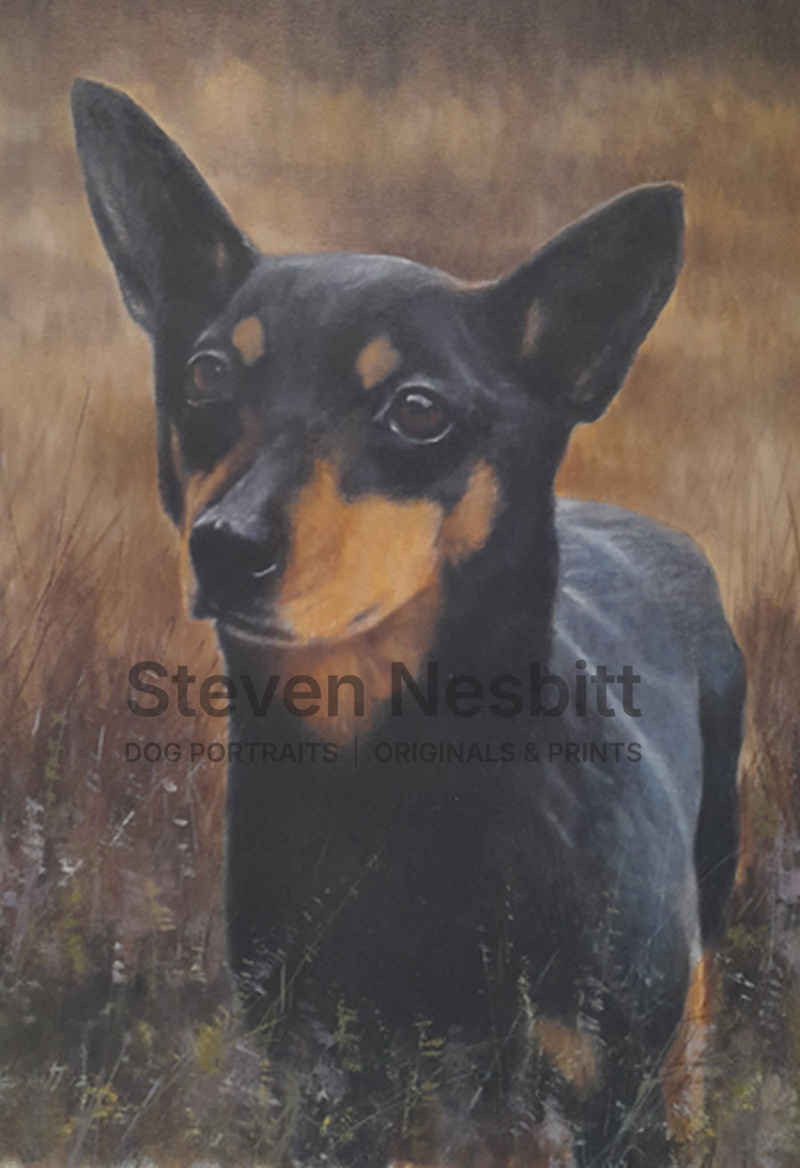 Lancashire Heeler Head Study Original Painting