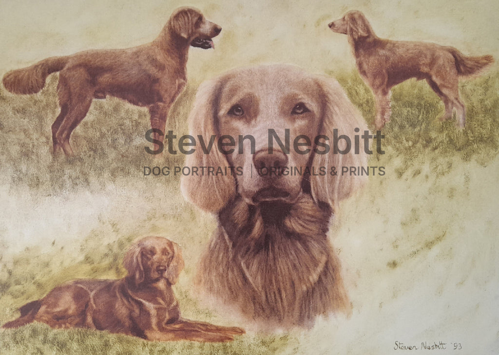 Long Haired Weimaraner Print