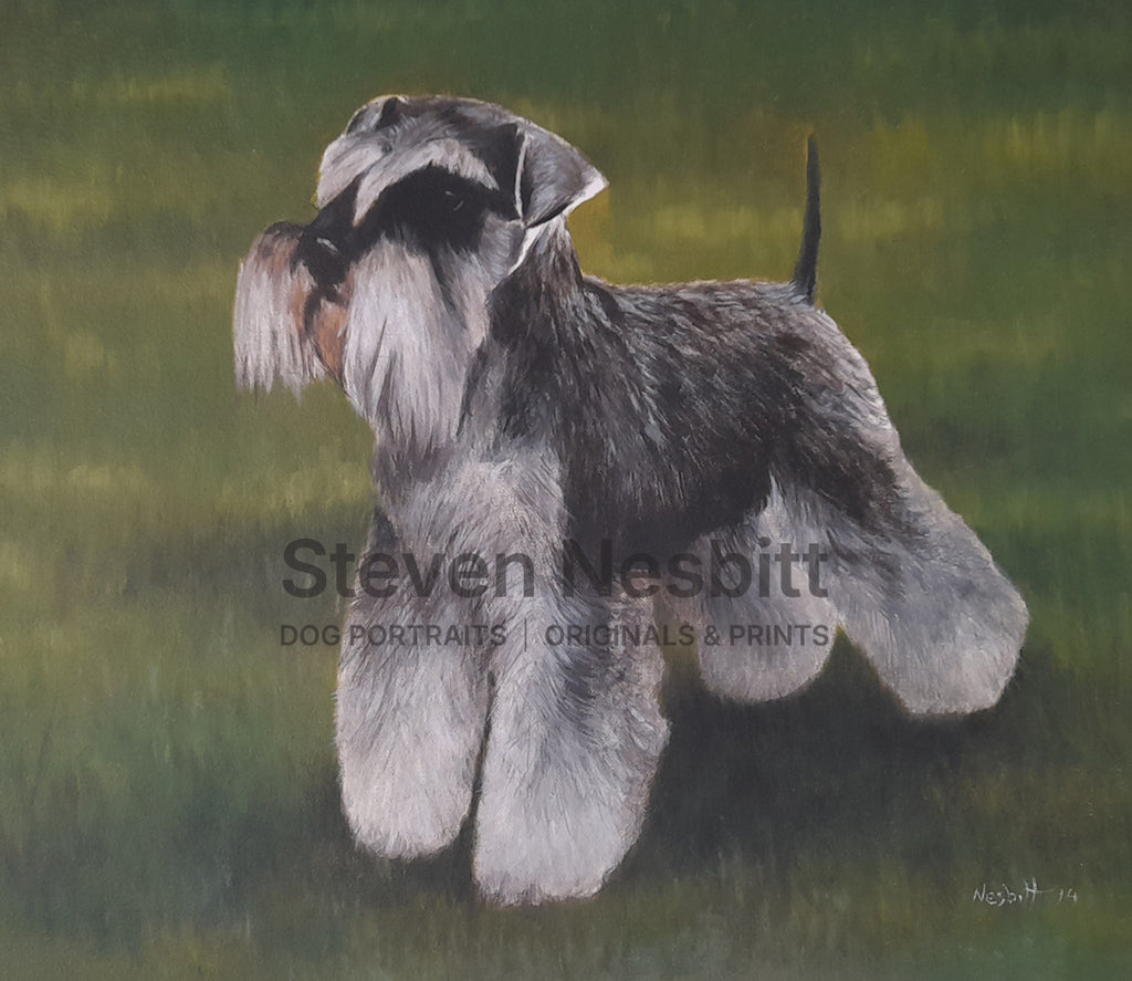 Miniature Schnauzer Waiting Original Painting