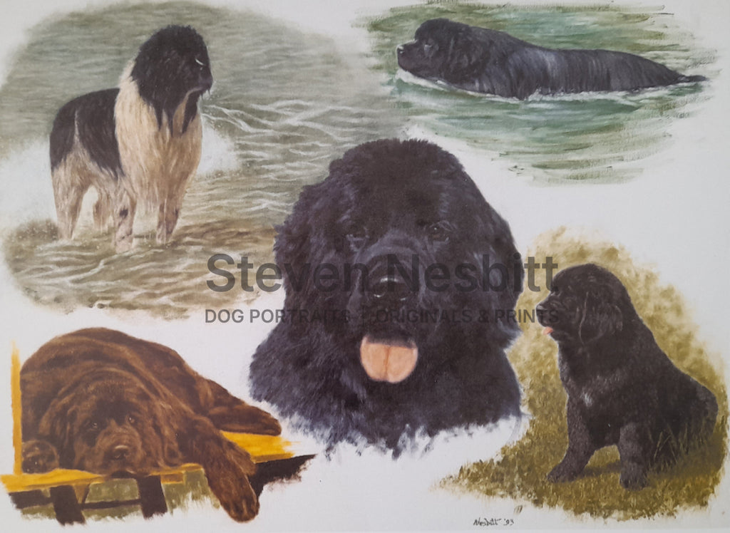 Newfy Sketches Print