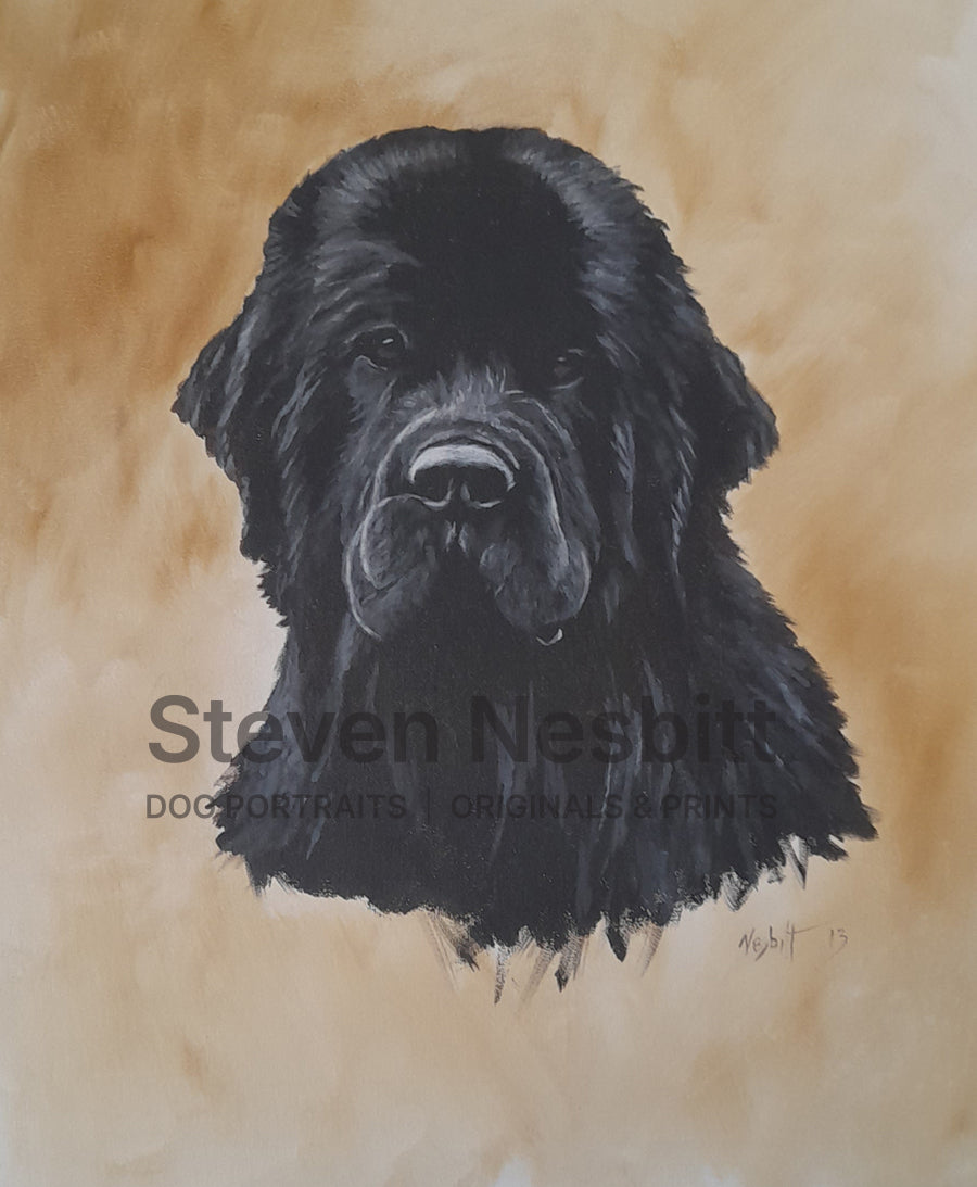 Black Newf Head Study Original Painting
