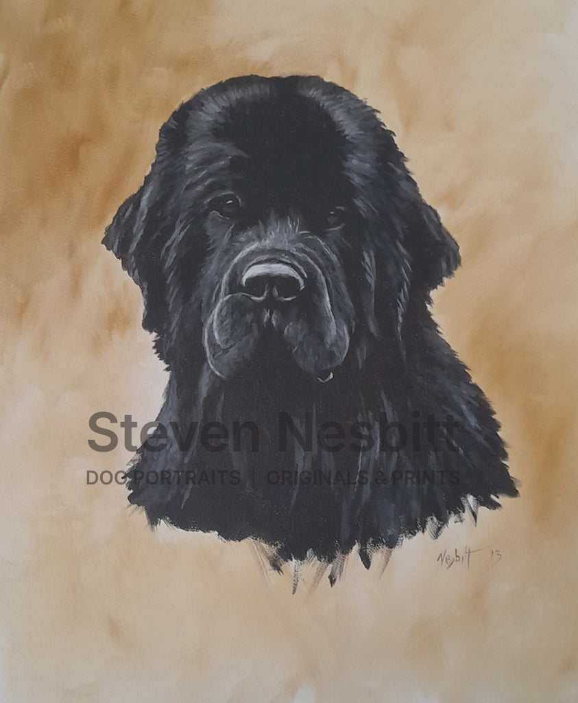 Black Newf Head Study Original Painting