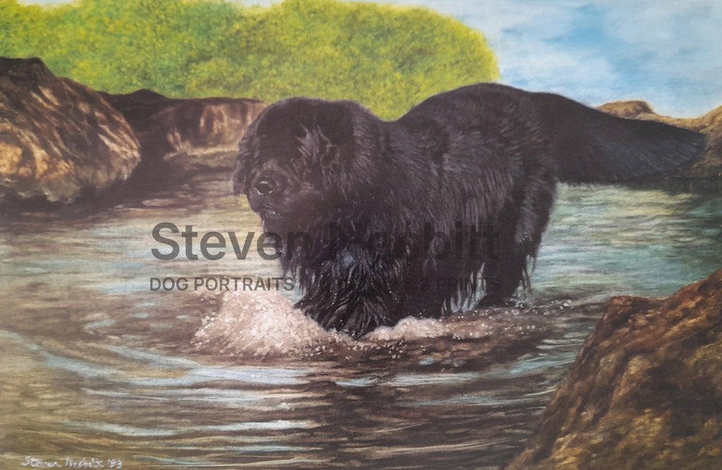 Newf Amongst Rocks Print