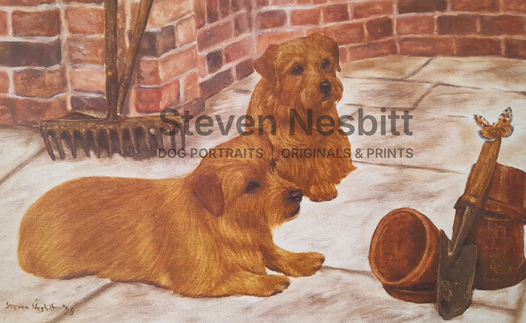 Norfolk Terriers – A Curious Pair Print