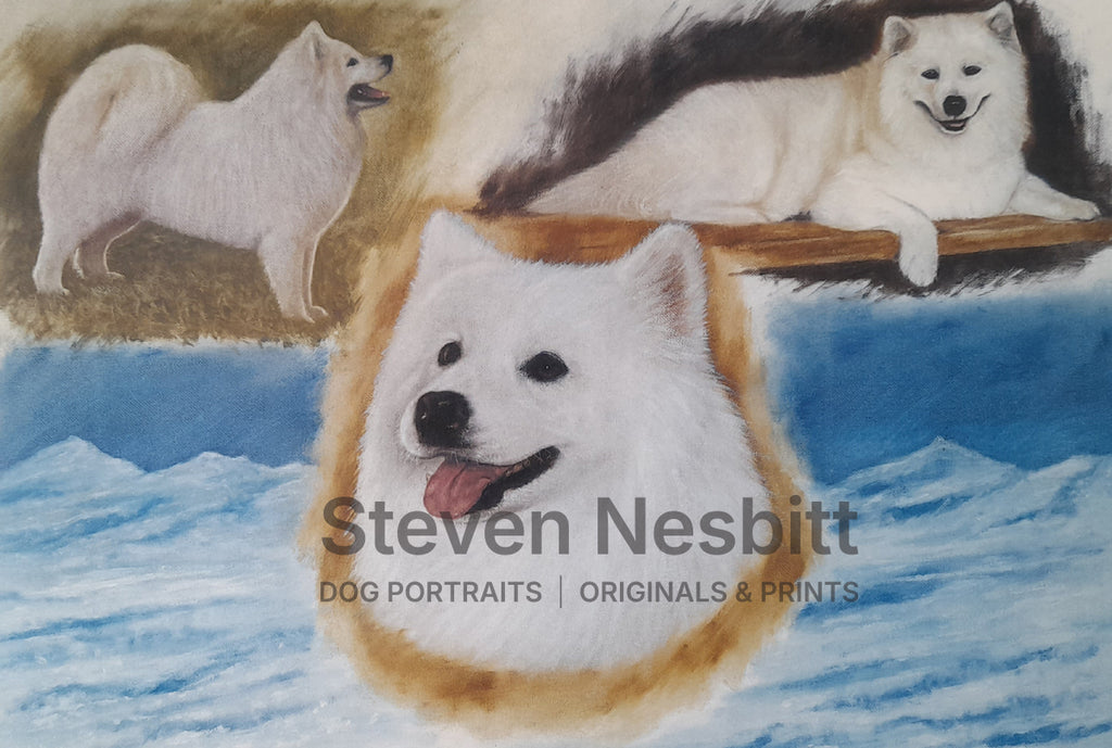Samoyed Sketches Print
