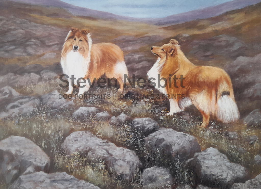 Shelties Print