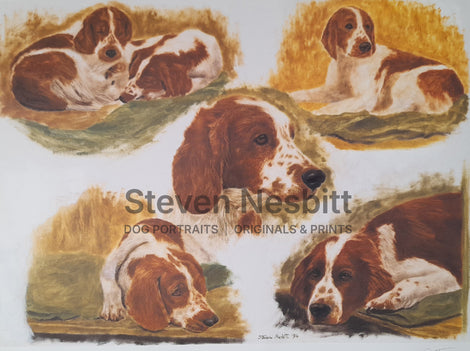 Welsh Springers – Waiting to Show Print